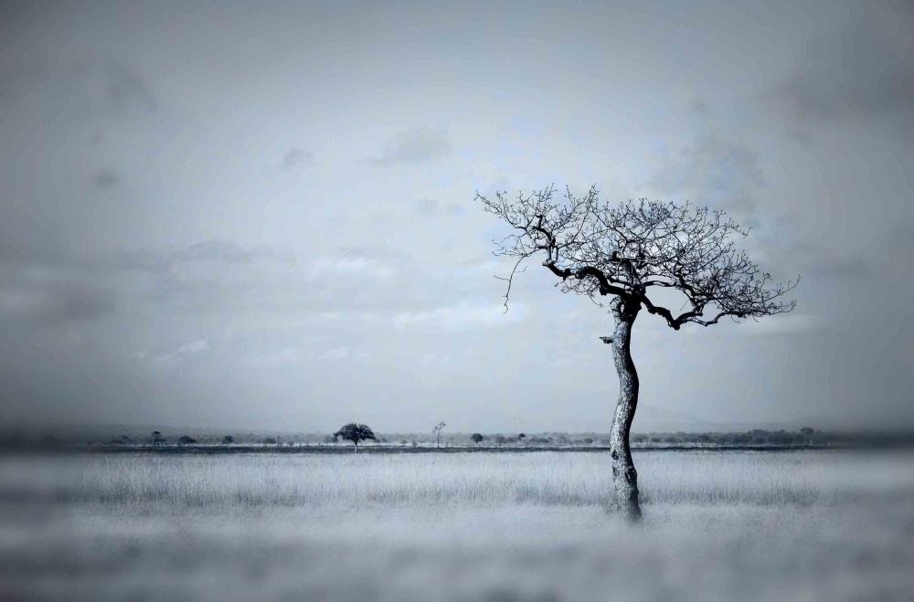 150x100 cm Glasbild von Künstler Alex van der Lercq THE TREE Grau / Blau
