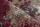 120x170 Teppich Medellin MED 401 von Lalee red - 3